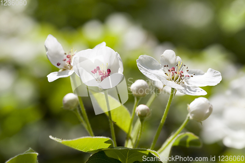 Image of beautiful white flowers