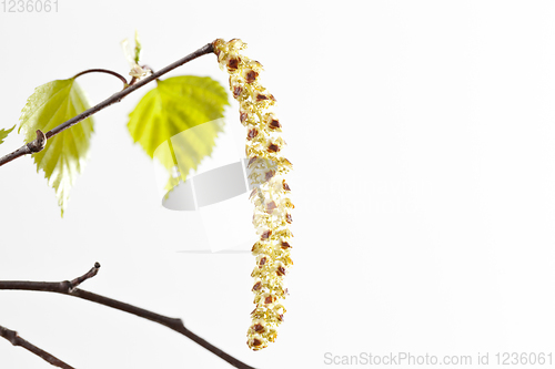 Image of birch earrings