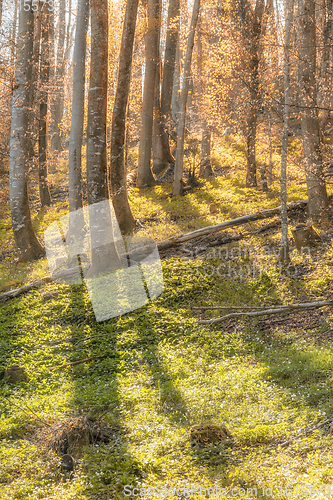 Image of idyllic forest scenery