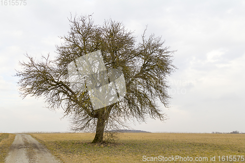 Image of agricultural  scenery with lonely tree