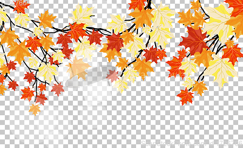 Image of Falling maple leaves