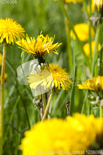 Image of yellow beautiful flowers dandelions