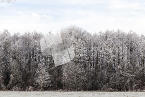 Image of edge of deciduous forest