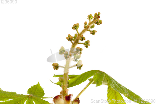 Image of chestnut flower