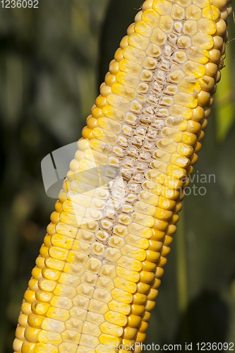 Image of natural organic corn