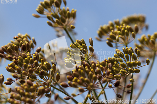 Image of Ripe dill umbrellas