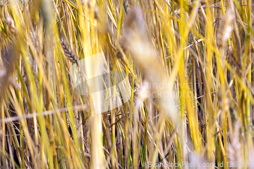 Image of ripe golden rye