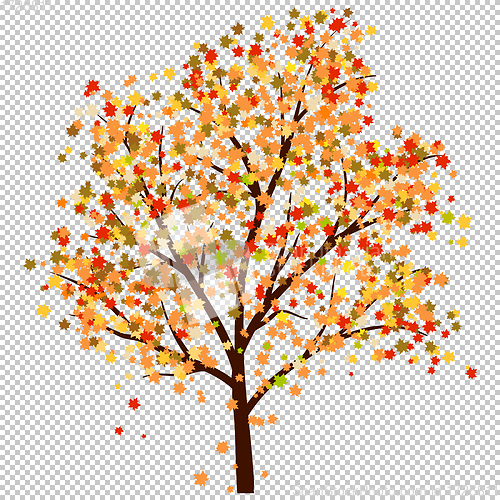 Image of Autumn maple