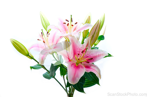 Image of pink lily flower bouquet