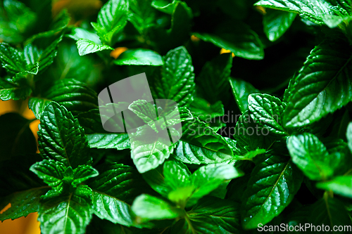 Image of fresh mint plant