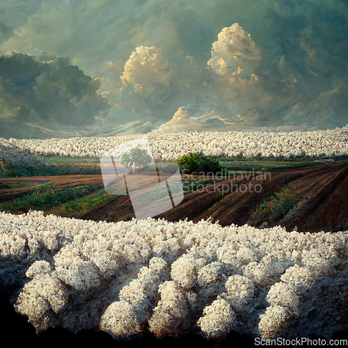 Image of Cotton fields ready for harvesting, snow mountains and clouds. 