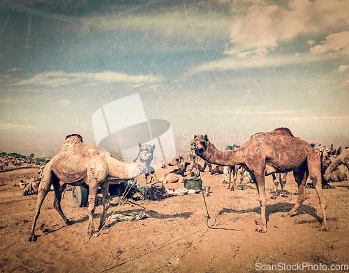 Image of Camels at Pushkar Mela, Rajasthan, India