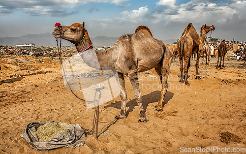 Image of Camels at Pushkar Mela Camel Fair, India