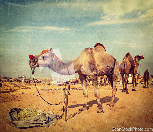 Image of Camels at Pushkar Mela (Pushkar Camel Fair), India