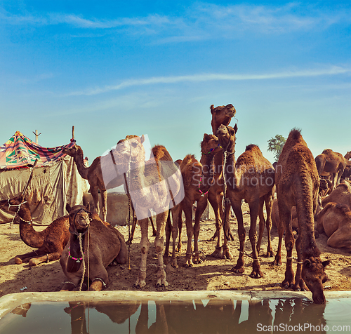 Image of Camels at Pushkar Mela, Rajasthan, India