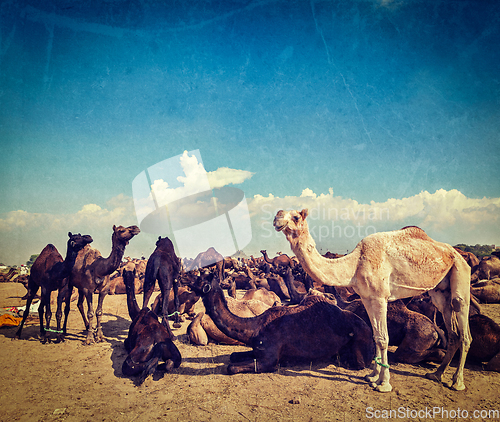 Image of Camels at Pushkar Mela (Pushkar Camel Fair), India