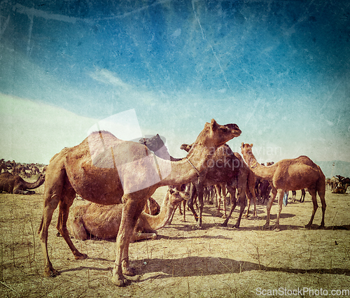 Image of Camels at Pushkar Mela (Pushkar Camel Fair), India