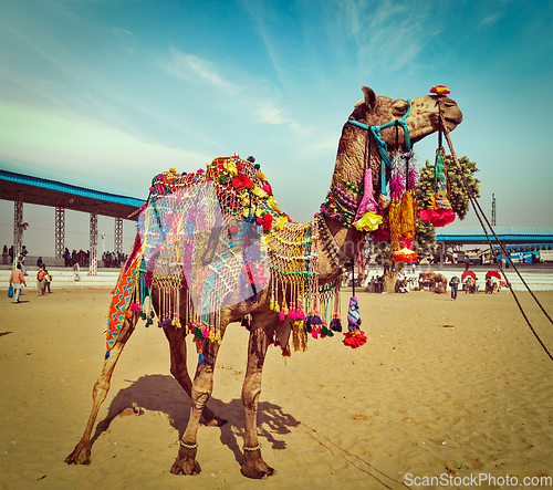 Image of Camel at Pushkar Mela, Rajasthan, India