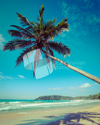 Image of Idyllic beach with palm. Sri Lanka