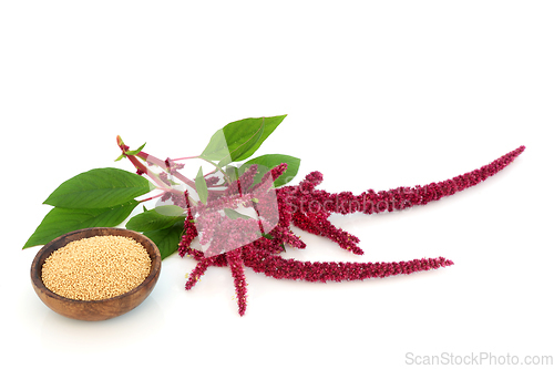 Image of Amaranth Dried Seed and Amaranthus Plant