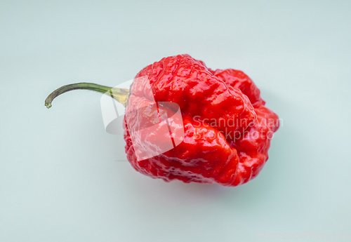 Image of hot red ghost pepper