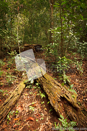 Image of Tropical forest