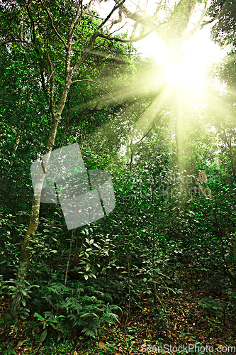 Image of Sunlight in tropical jungle forest