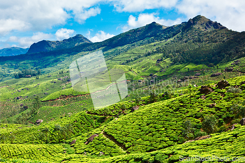 Image of Tea plantations