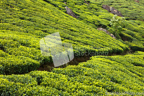 Image of Tea plantations