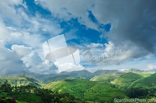 Image of Tea plantations