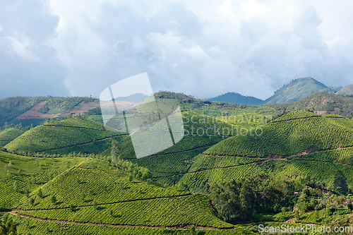 Image of Tea plantations