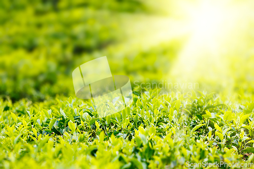 Image of Tea bud and leaves