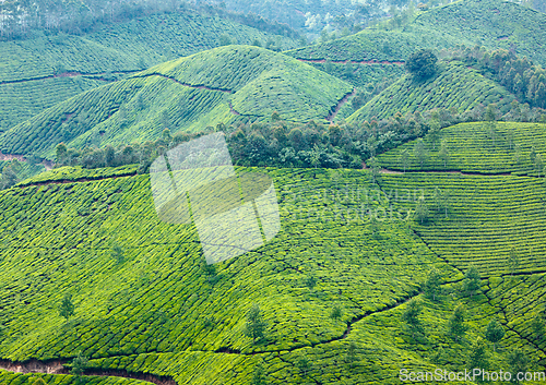 Image of Tea plantations