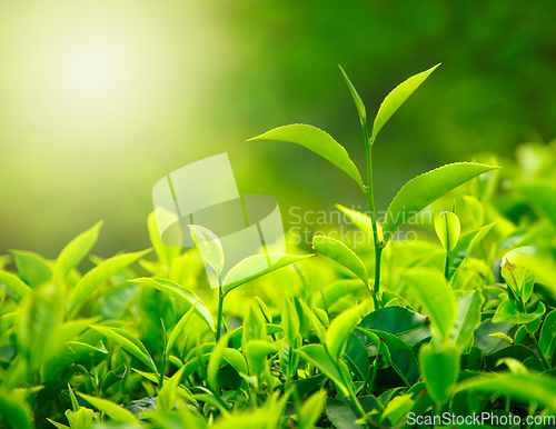 Image of Tea bud and leaves