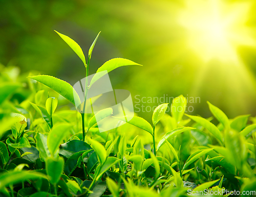 Image of Tea bud and leaves