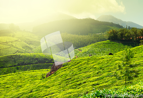 Image of Tea plantations