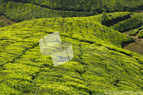 Image of Tea plantations