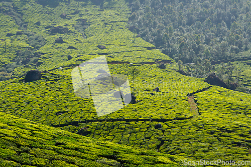 Image of Tea plantations