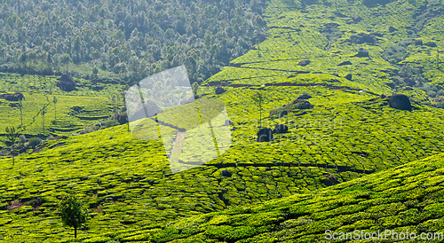 Image of Tea plantations panorama