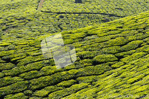 Image of Tea plantations