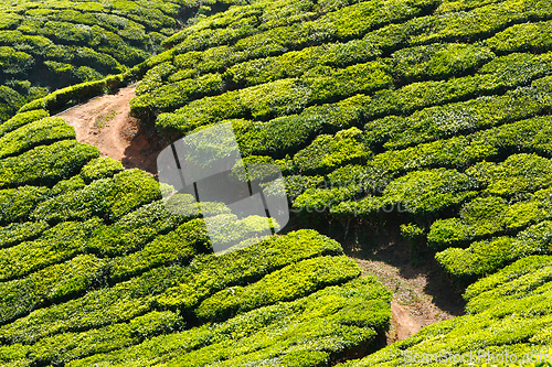 Image of Tea plantations