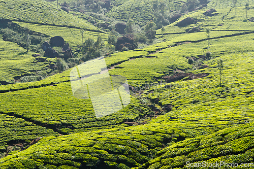 Image of Tea plantations