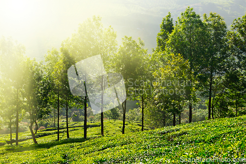 Image of Tea plantations