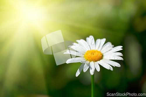 Image of White chamomile in field