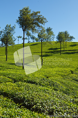 Image of Tea plantations