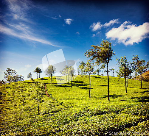 Image of Tea plantations