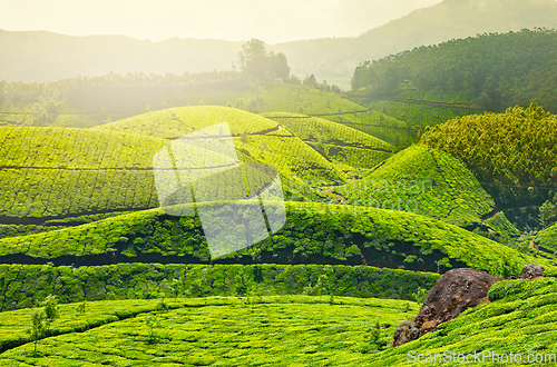 Image of Tea plantations