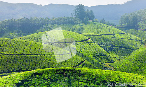 Image of Tea plantations