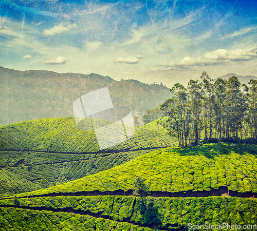 Image of Tea plantations