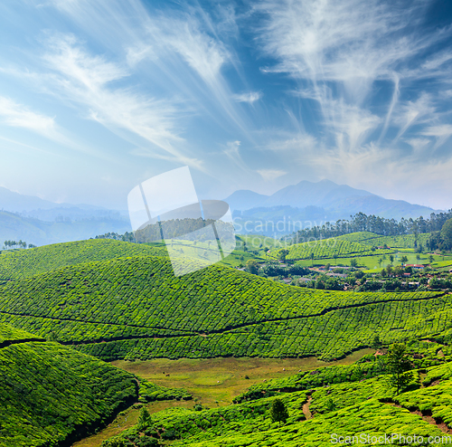 Image of Tea plantations